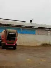 Aşıdan Kaçıp Çatıya Çıkan Dana!