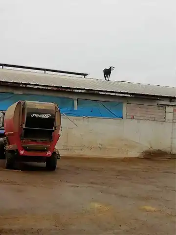 Aşıdan Kaçıp Çatıya Çıkan Dana!